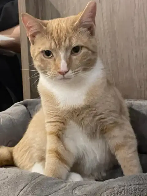 Mango photo 2