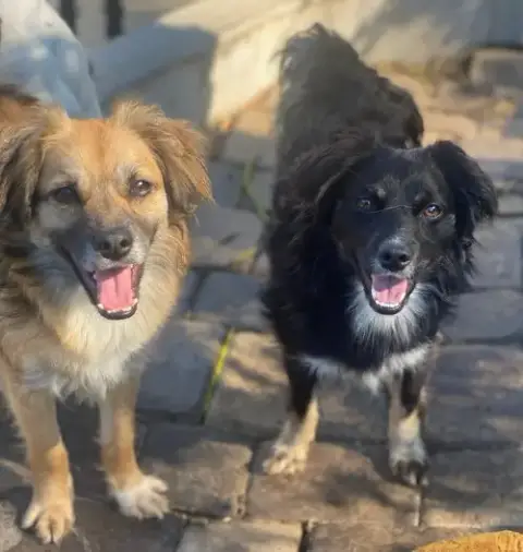 Rocco & Roxie