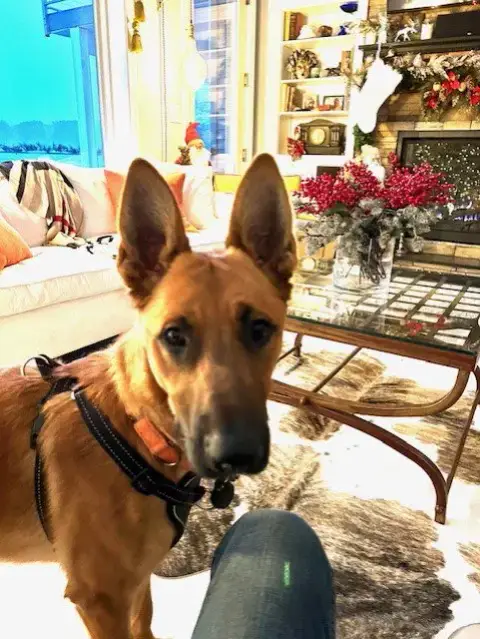 Winston