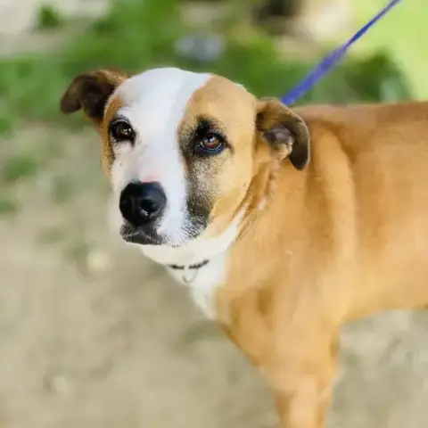 Gemma *Adopt Or Foster* photo 3