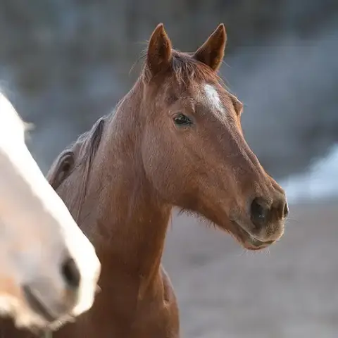 Rosie