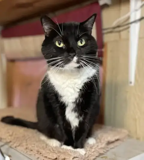 Tux photo 2