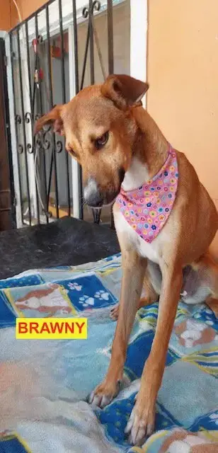 Brawny photo 2