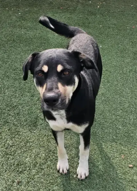 Waverly- $75 Adoption Fee! Diamond Dog! photo 2