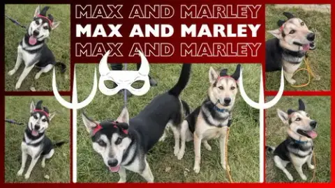 Marley photo 2