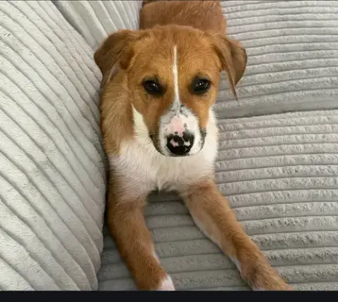 Puppy Teddy