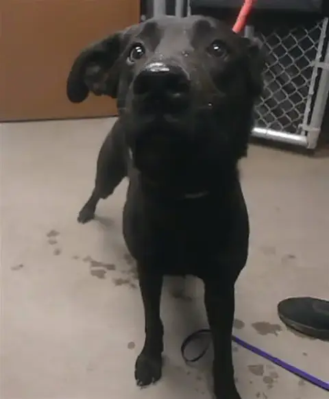 Duke