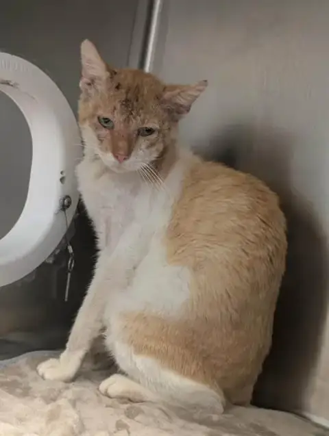 Archie