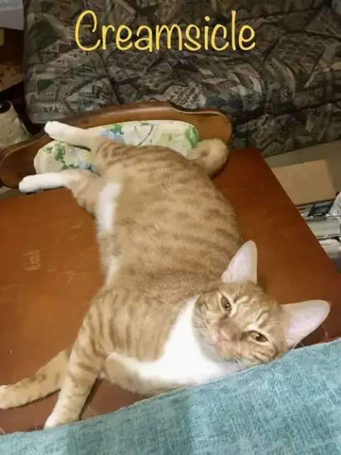 Creamsicle