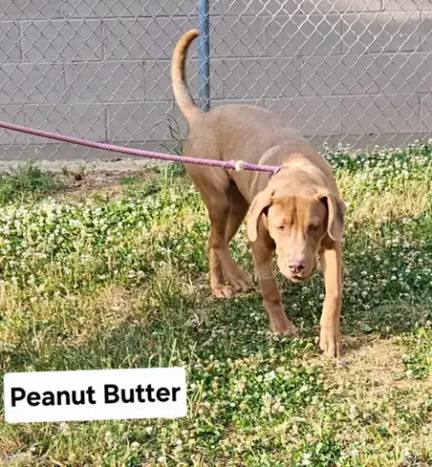 Peanut Butter Dixon photo 2