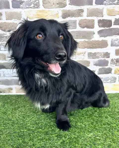 Jet