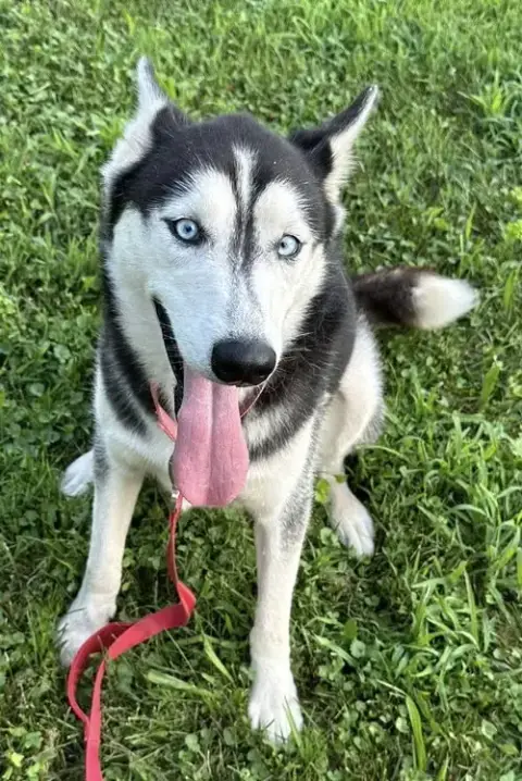 Sasha photo 5