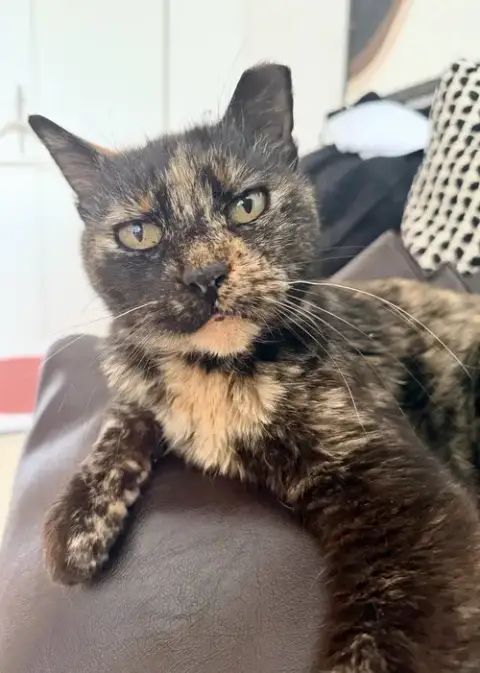 Cookie
