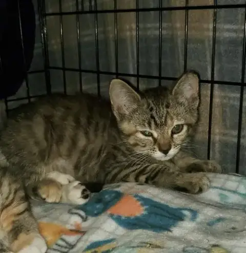 T Kitties photo 2