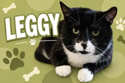 Leggy