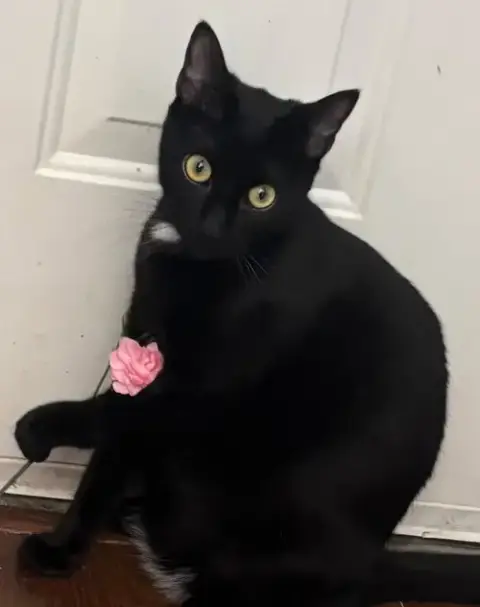 Geno