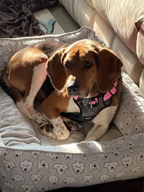 Molly photo 2