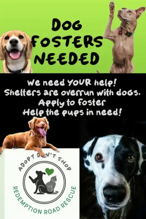 *Dog Fosters Needed* photo 2