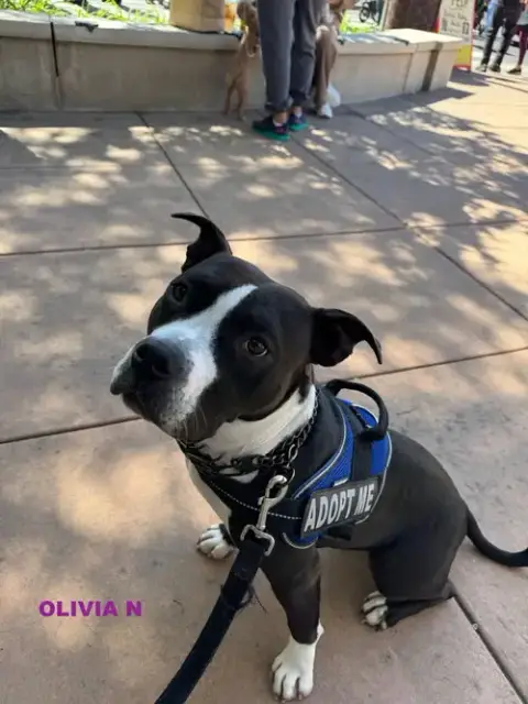 Olivia N photo 5