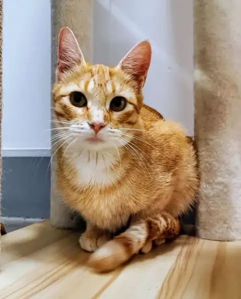 Ginger photo 3