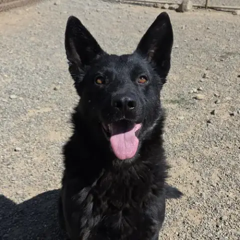 Dodger photo 3