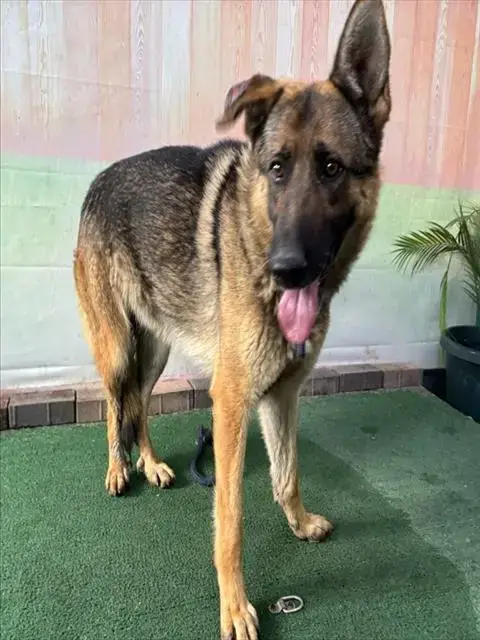 Sam