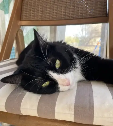 Roti