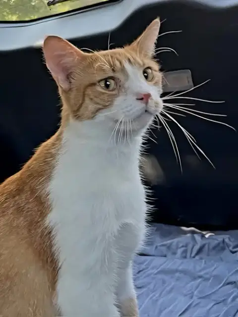 Kitten Chewy photo 4