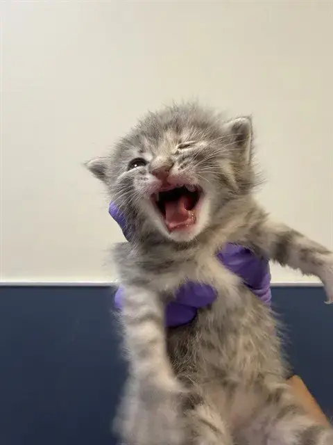 Gatito 1