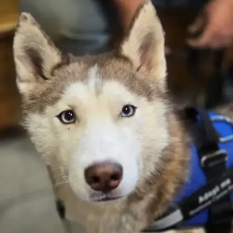 Balto photo 2