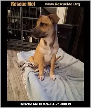 Adoption Chien