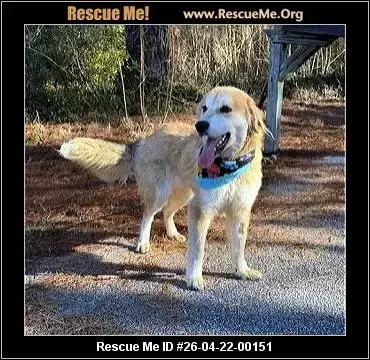 Adoption Chien