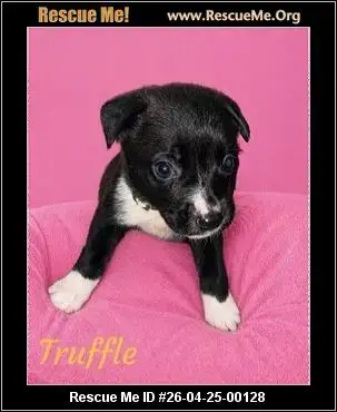Adoption Chien