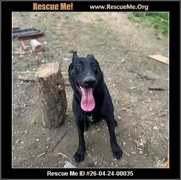 Adoption Chien