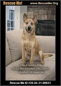 Adoption Chien