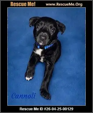 Adoption Chien