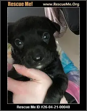 Adoption Chien