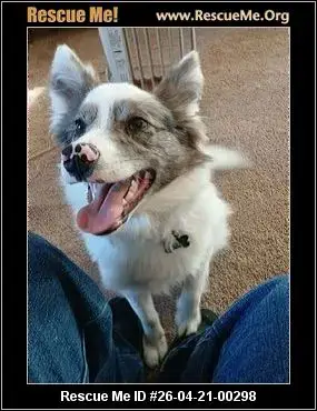 Adoption Chien
