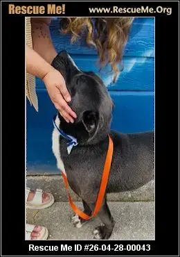 Adoption Chien