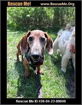 Adoption Chien