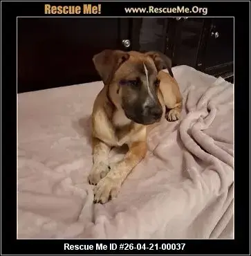 Adoption Chien