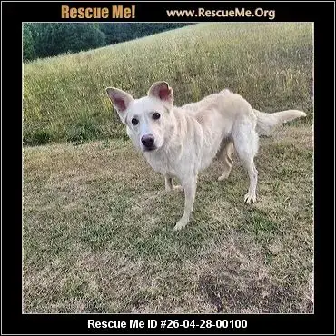 Adoption Chien