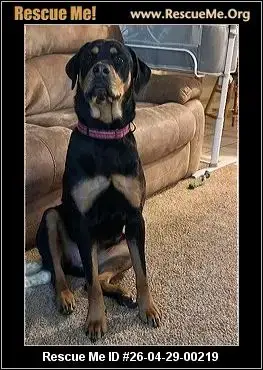 Adoption Chien