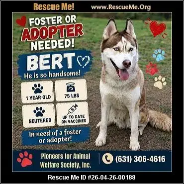 Adoption Chien