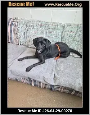 Adoption Chien