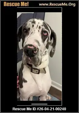 Adoption Chien