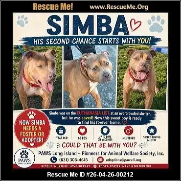 Adoption Chien