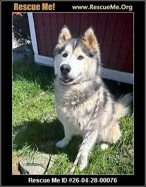 Adoption Chien