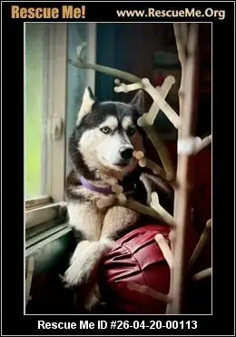 Adoption Chien
