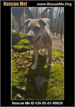 Adoption Chien